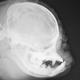 El cráneo de un pug. Imagen: Tim Rose / Dog’s Today / Terrierman’s Daily Dose